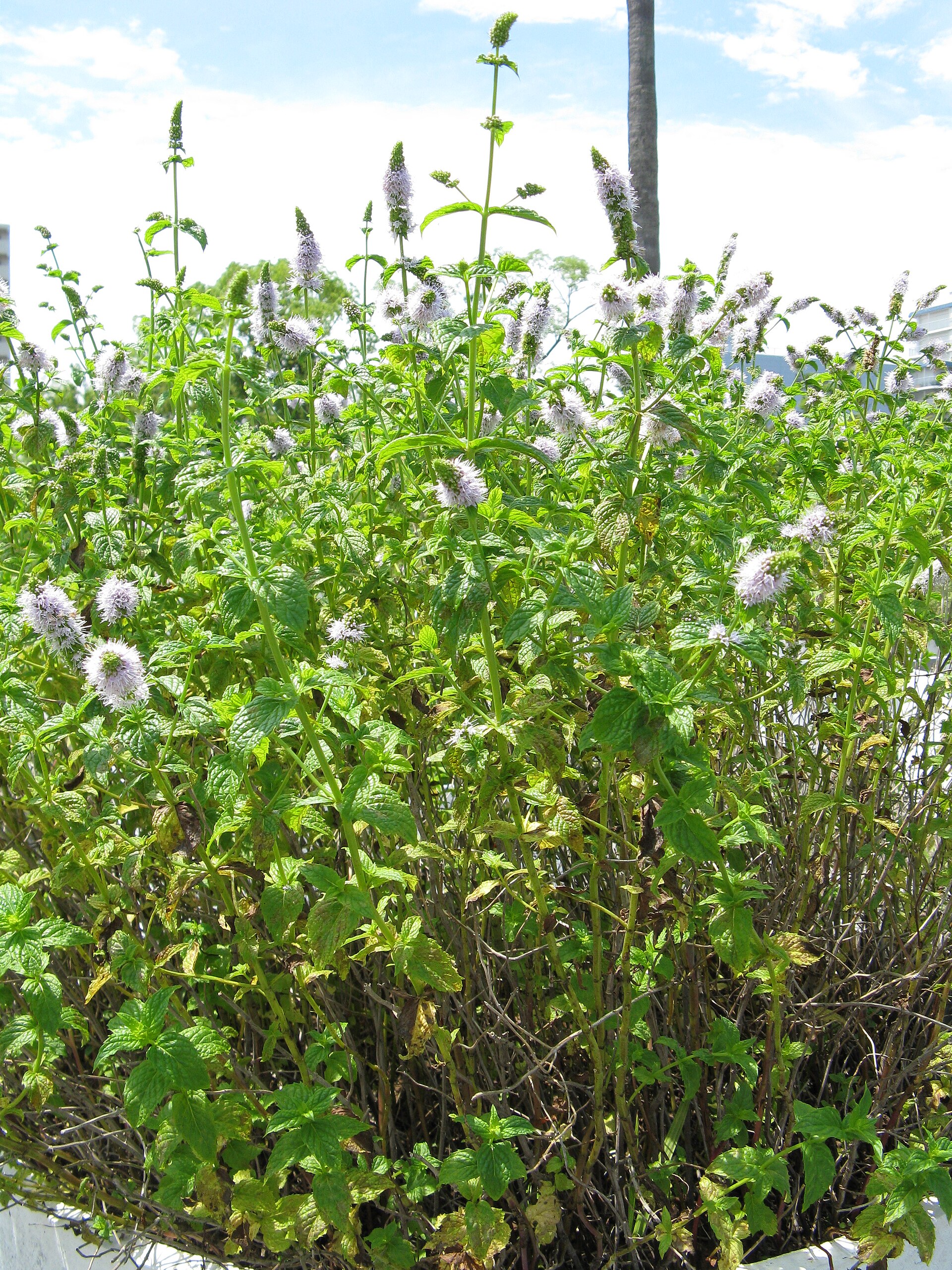 Đồng bạc hà