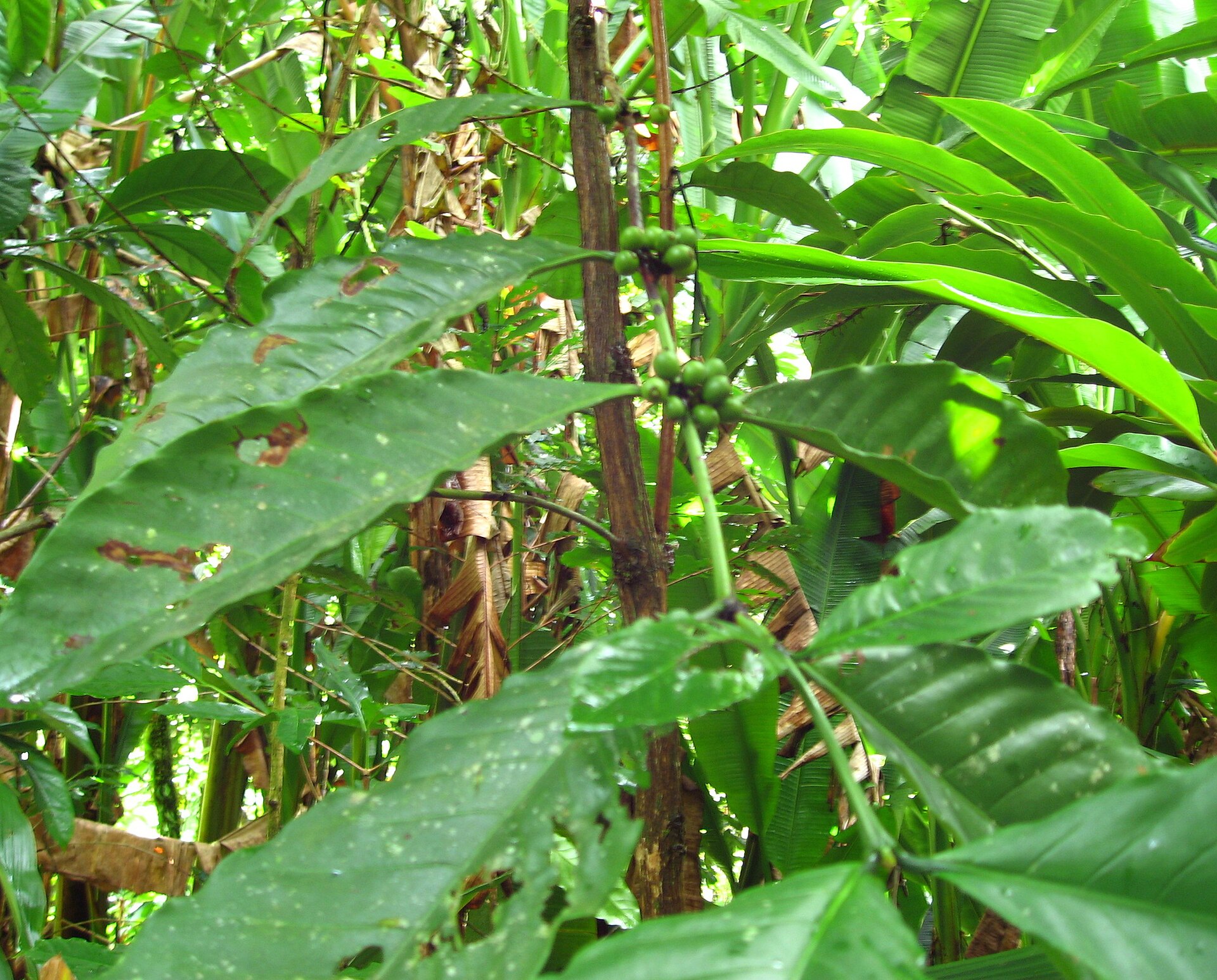 Cà phê · ảnh 1
