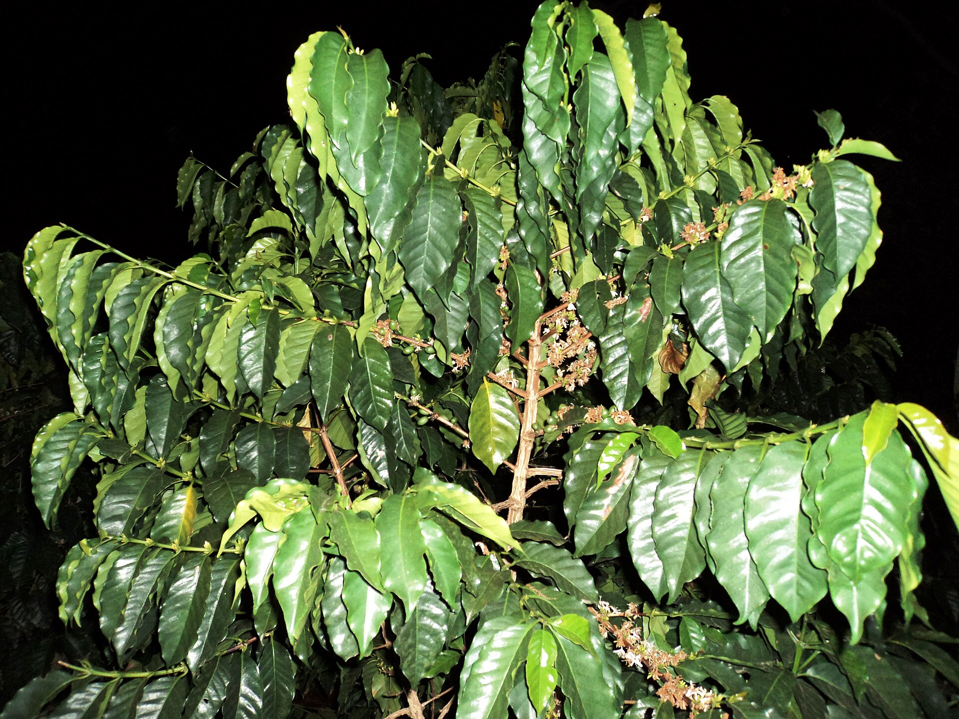 Cà phê · ảnh 3