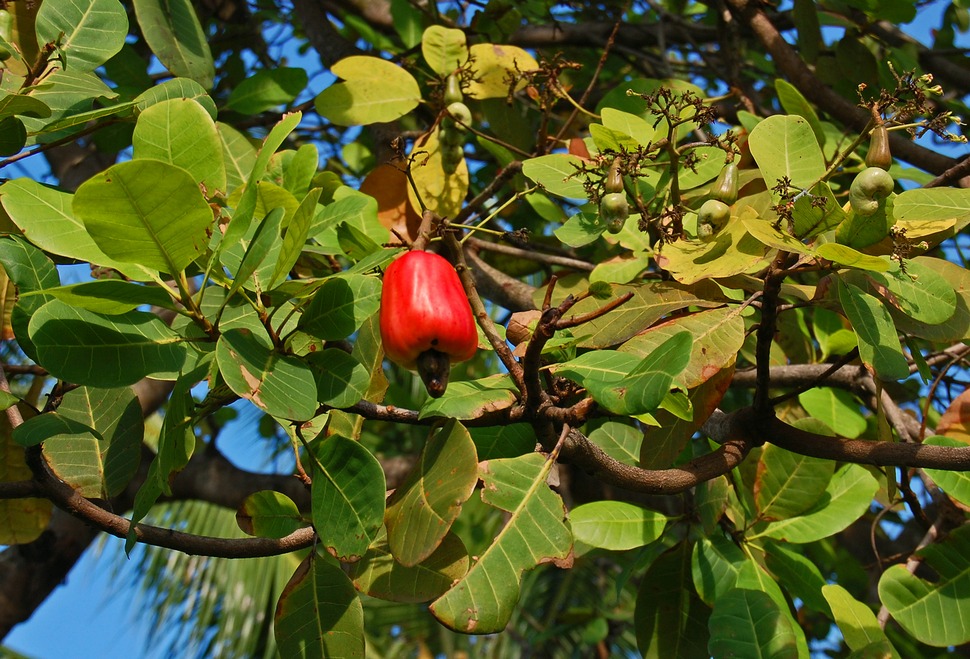 Điều · ảnh 1