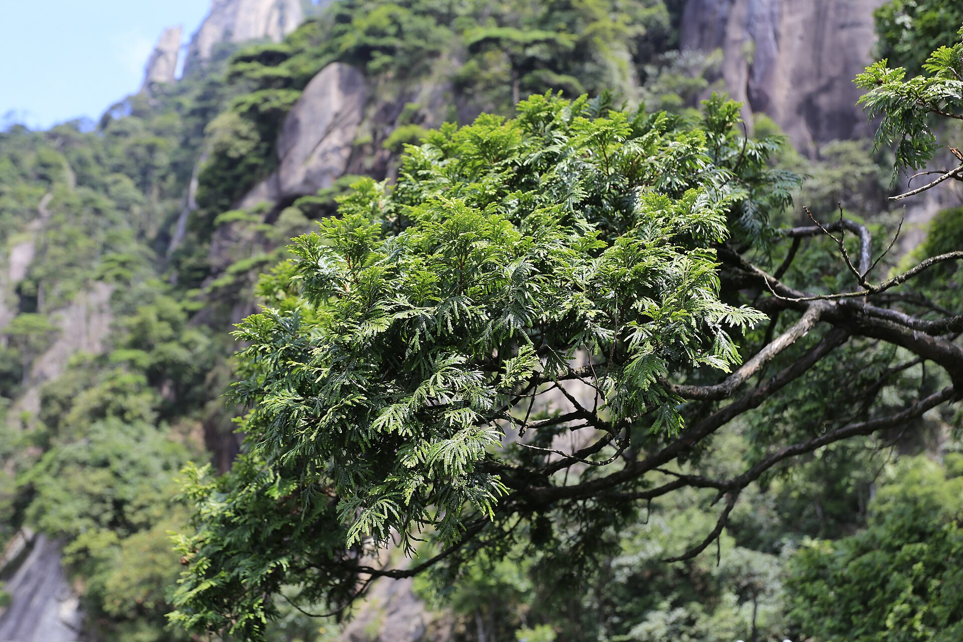福建柏 · 图片 1
