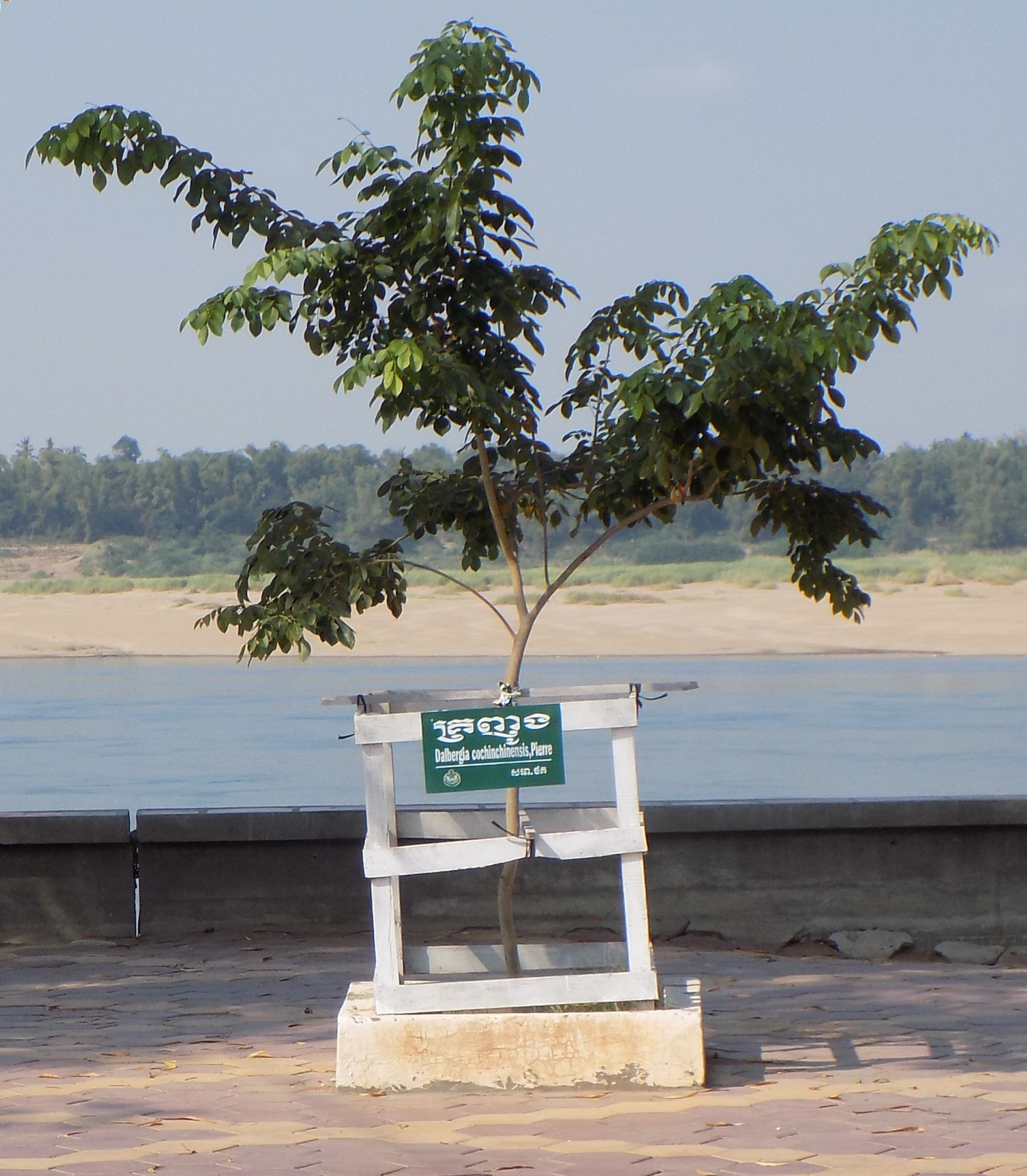 Gỗ trắc đỏ sẫm